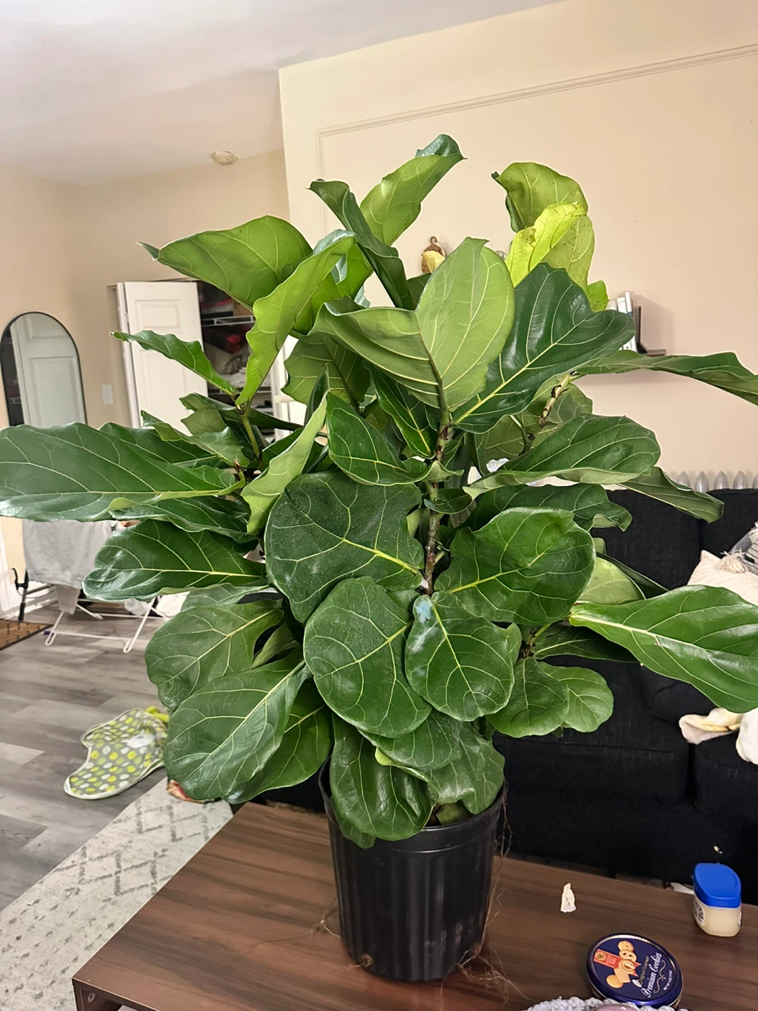 Fiddle Leaf Fig Tree (5 ft.) - Need Gone! - photo 3