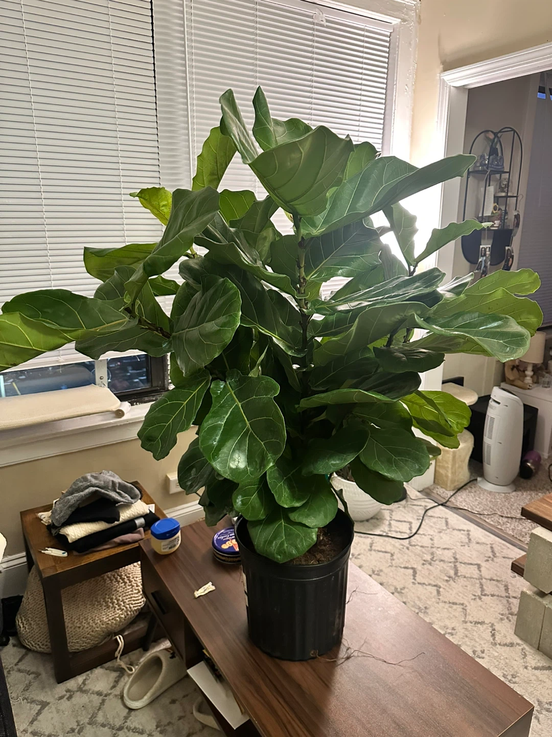 Fiddle Leaf Fig Tree (5 ft.) - Need Gone! - photo 2