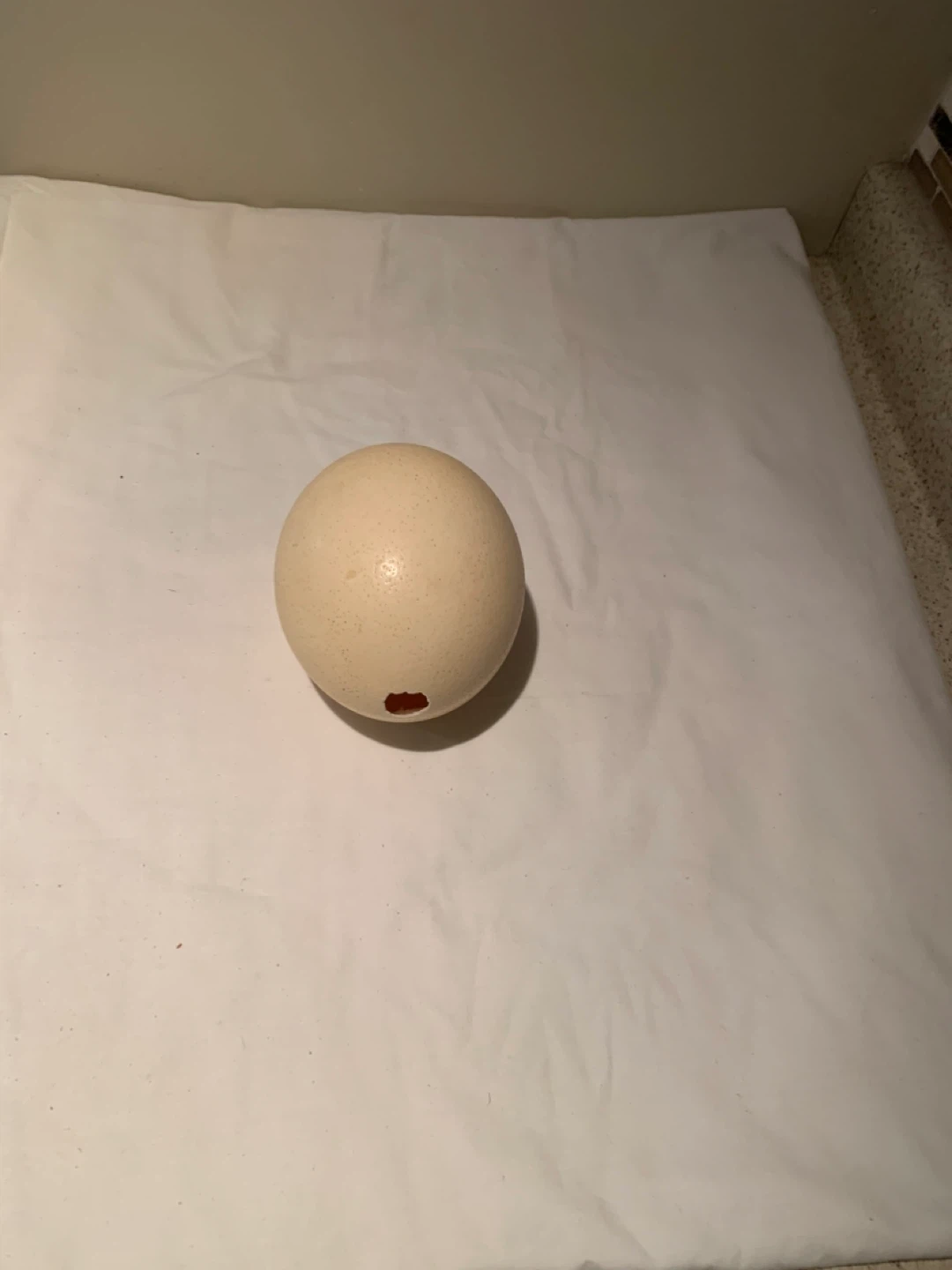 Ostrich Egg