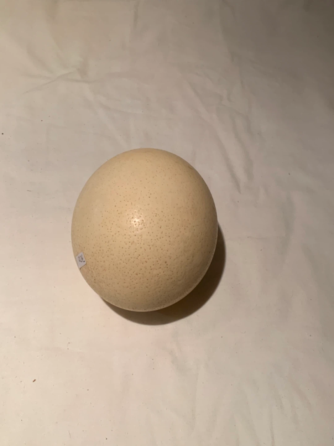 Ostrich Egg - photo 2