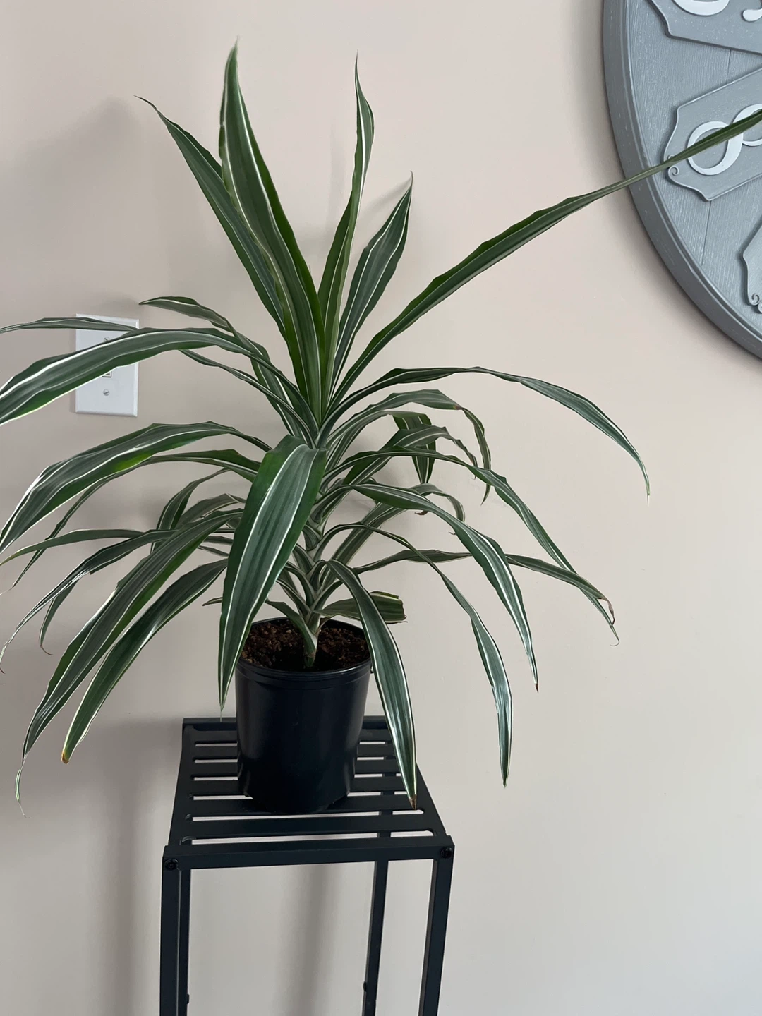 Dracaena plant real plant