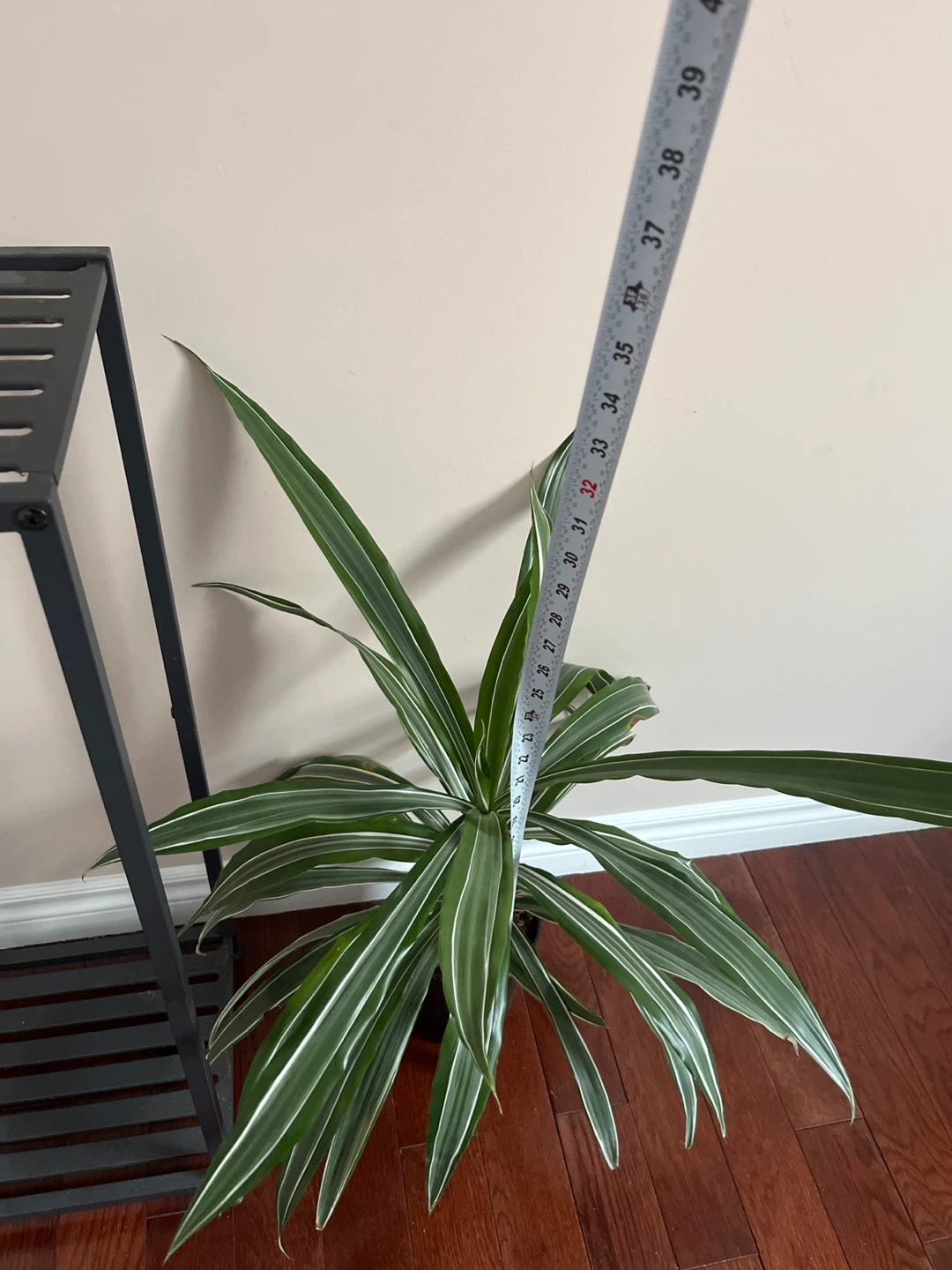 Dracaena plant real plant - photo 2
