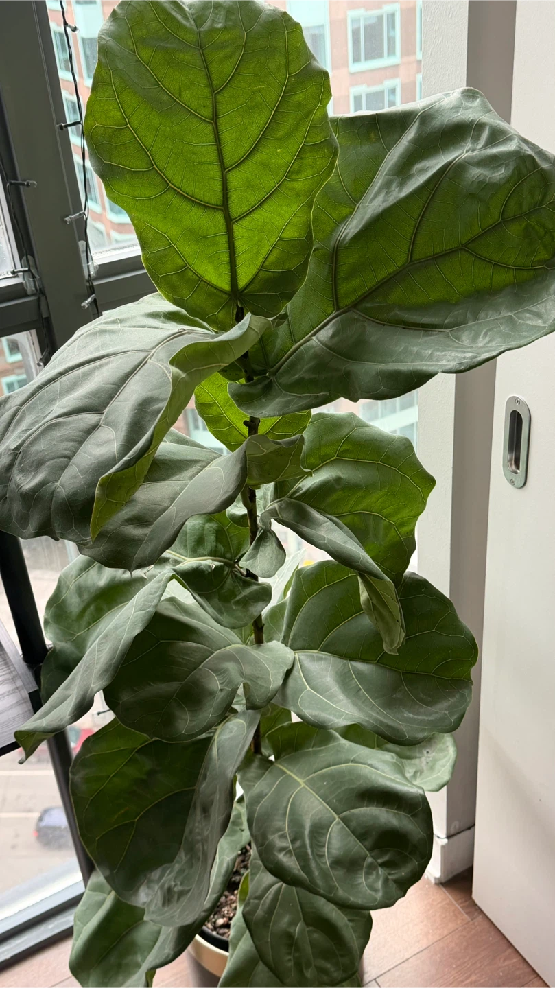 4’2 Fiddle leaf fig tree - photo 2