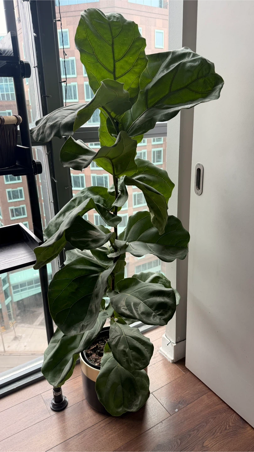 4’2 Fiddle leaf fig tree