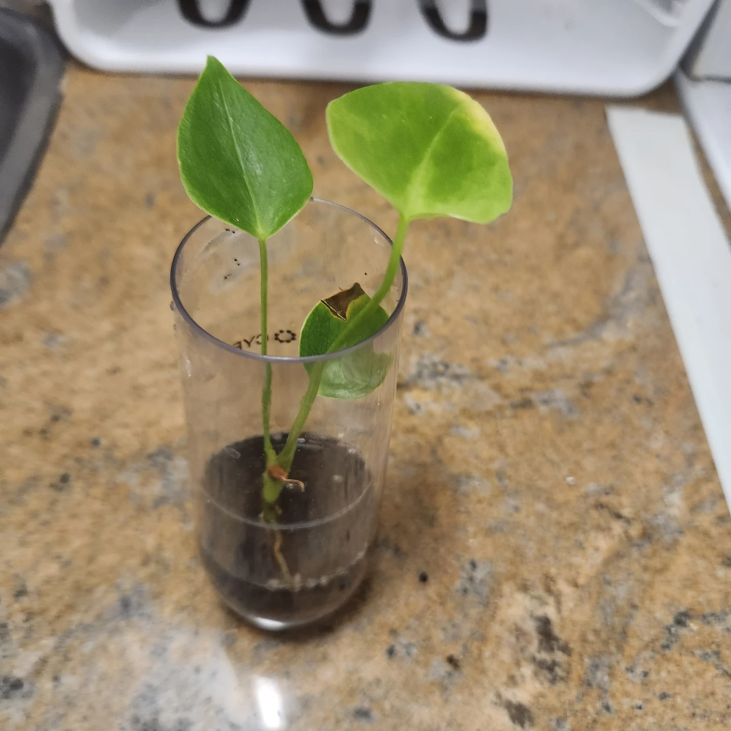 Anthurium Plant Cutting - photo 2