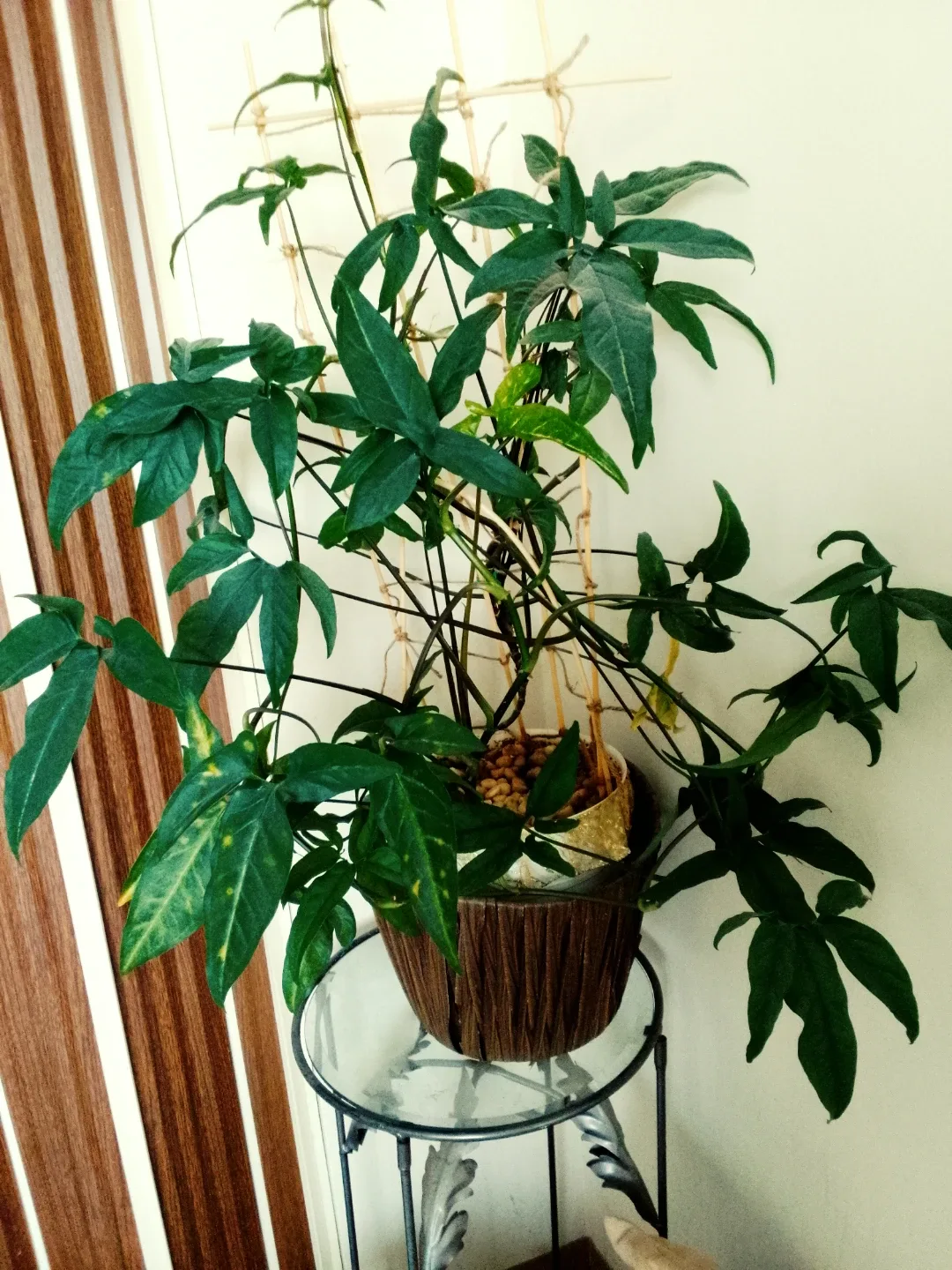 Potted Arrowhead Plant