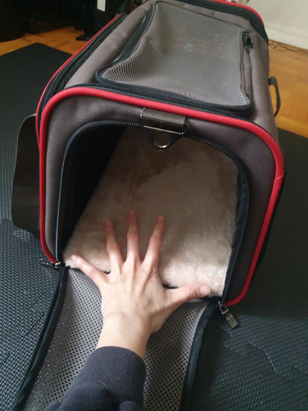 Pet Carrier