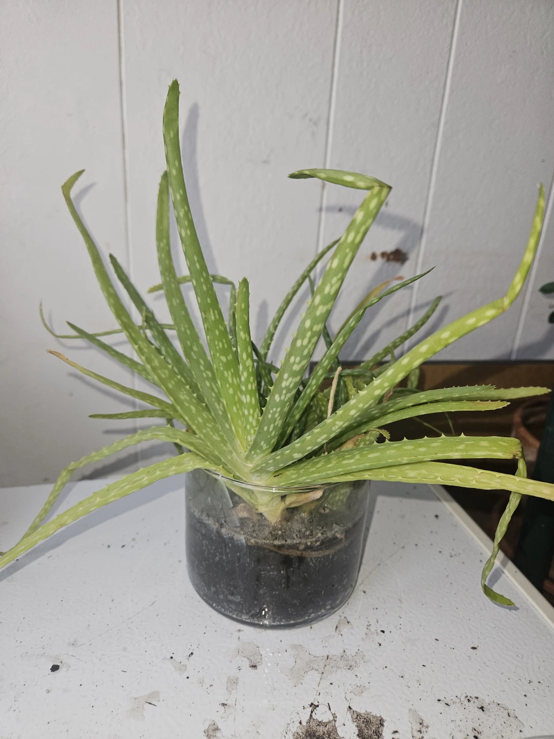 Aloe Vera Plant in Glass Pot