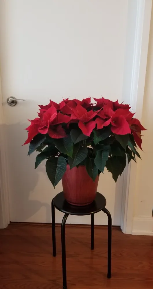 Classic Red Poinsettia and KSP Sprout Stacking Stand