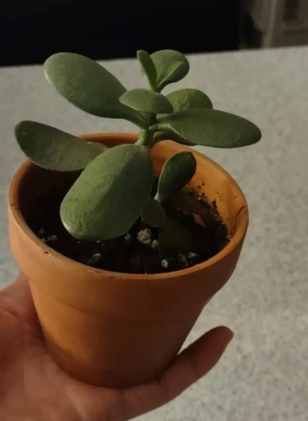 Potted Jade Plant # Cleanout