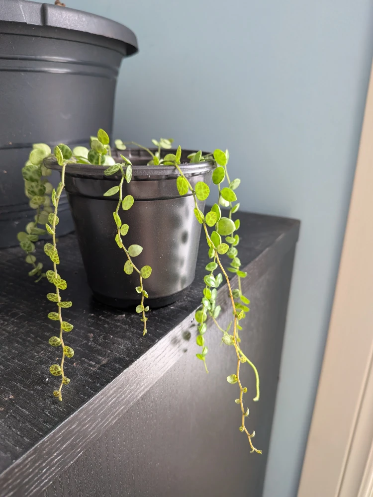 String of Turtles