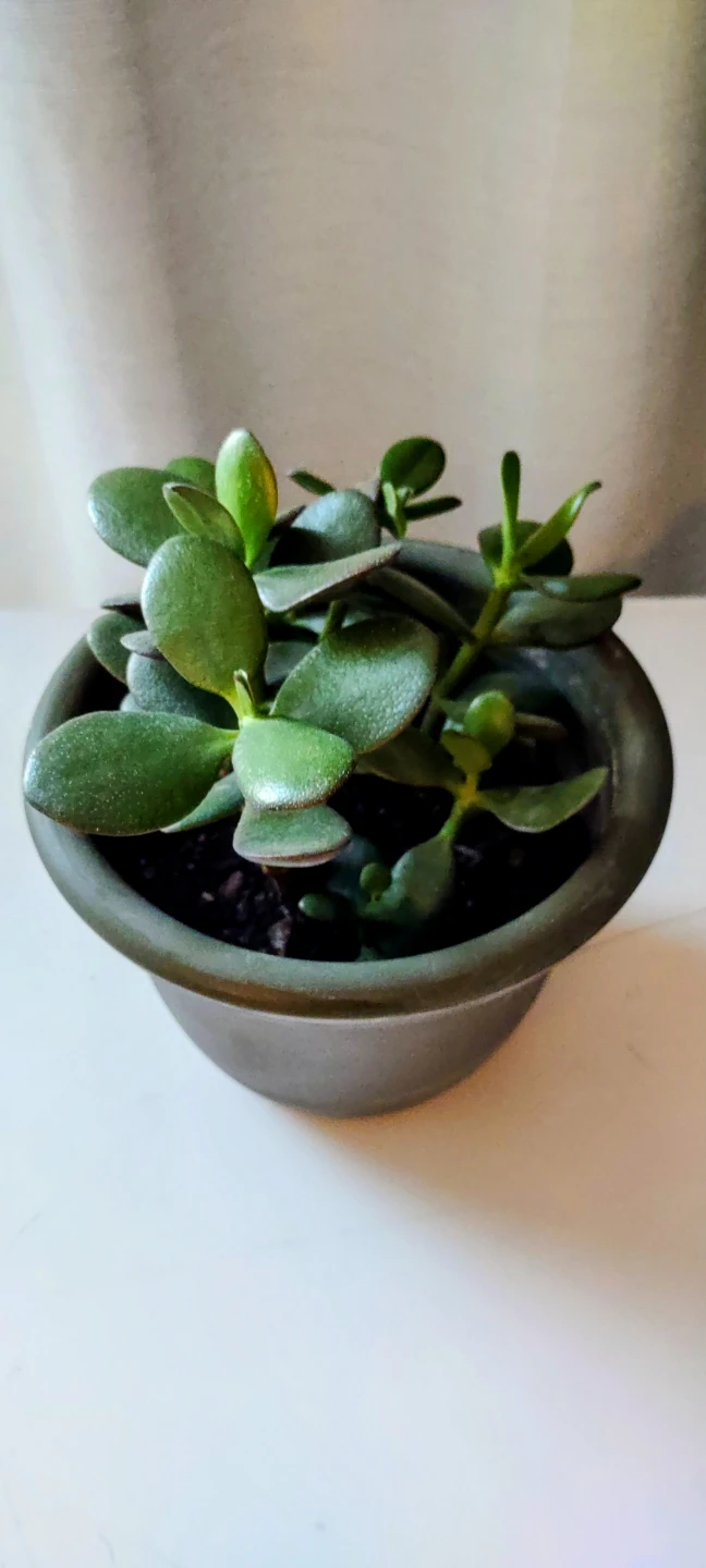 Potted Jade Plant with pot #Cleanout