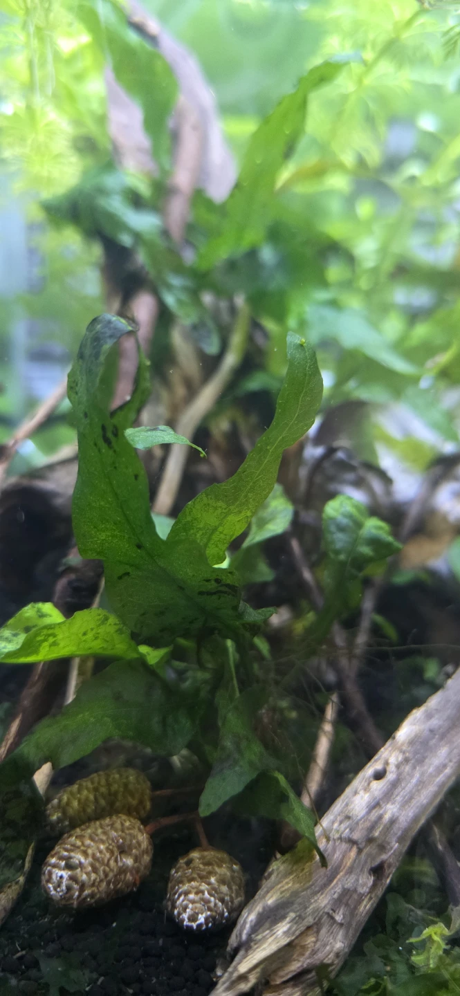 Aquatic Plants - Java Fern