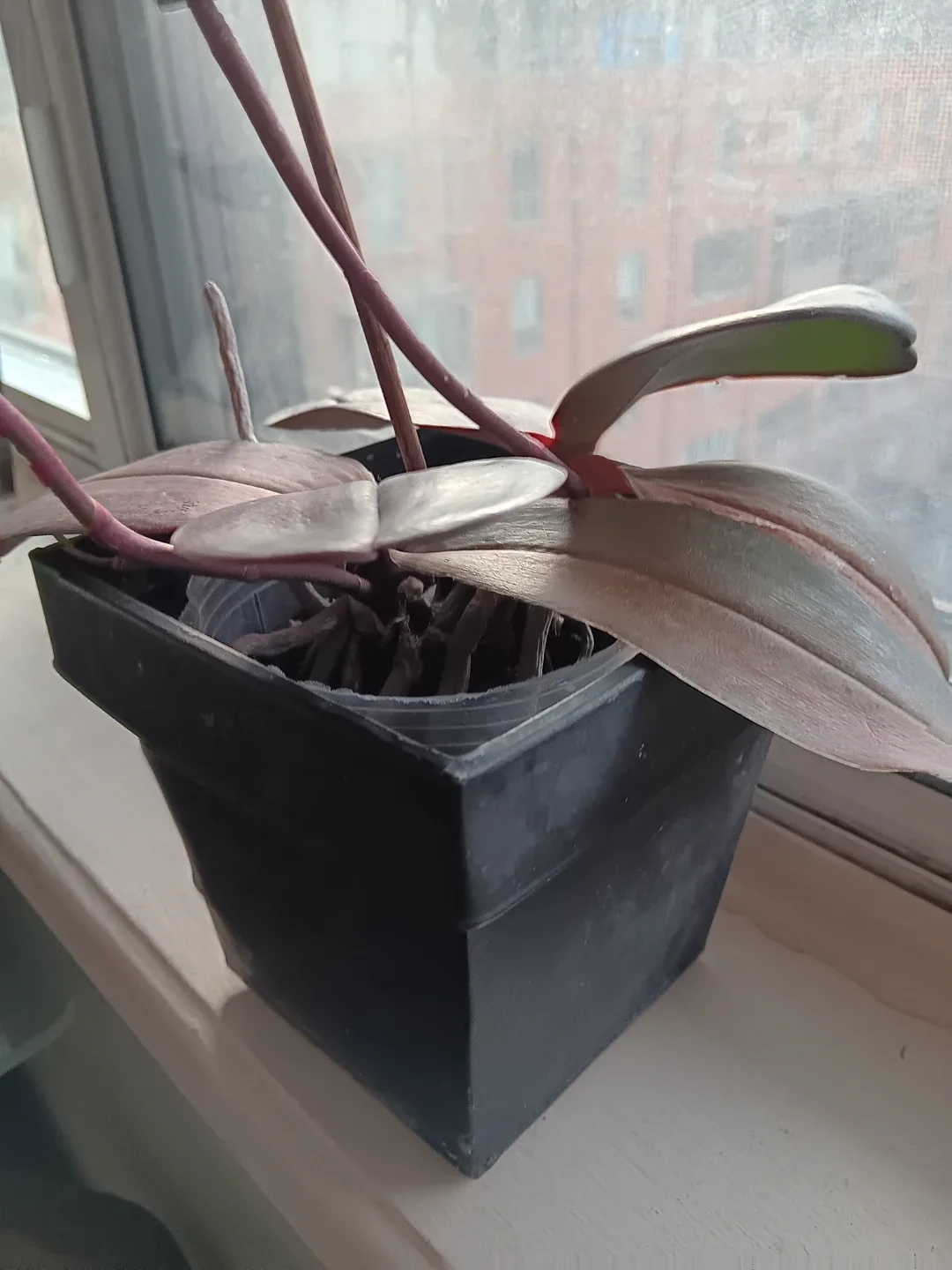 2 Beautiful Orange Pink Orchid image indicator(4)