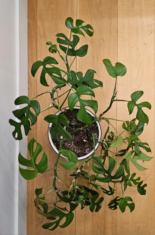 Mini Monstera (Rhaphidophora Tetrasperma) Plant