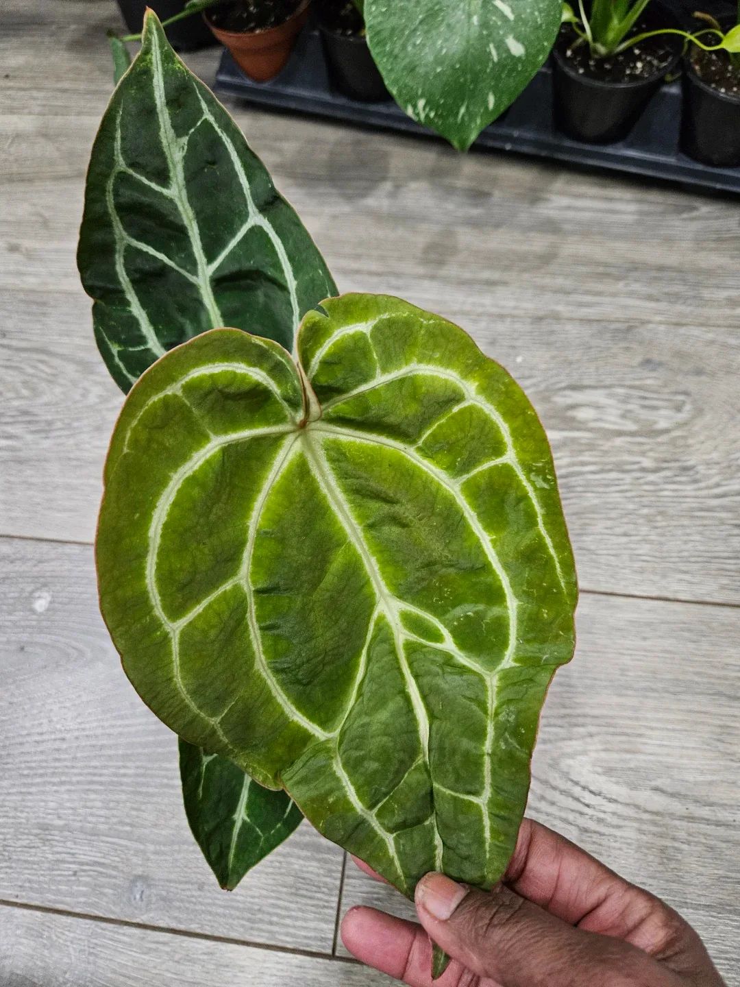 Anthurium Crystallinum Plant image indicator(10)