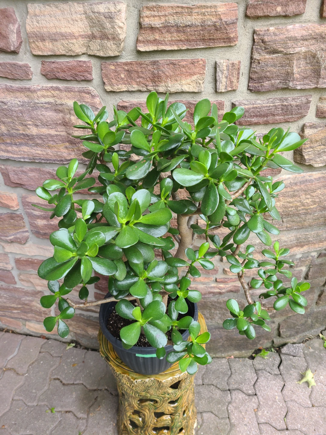 Medium-Large Jade Plant #25 - photo 2