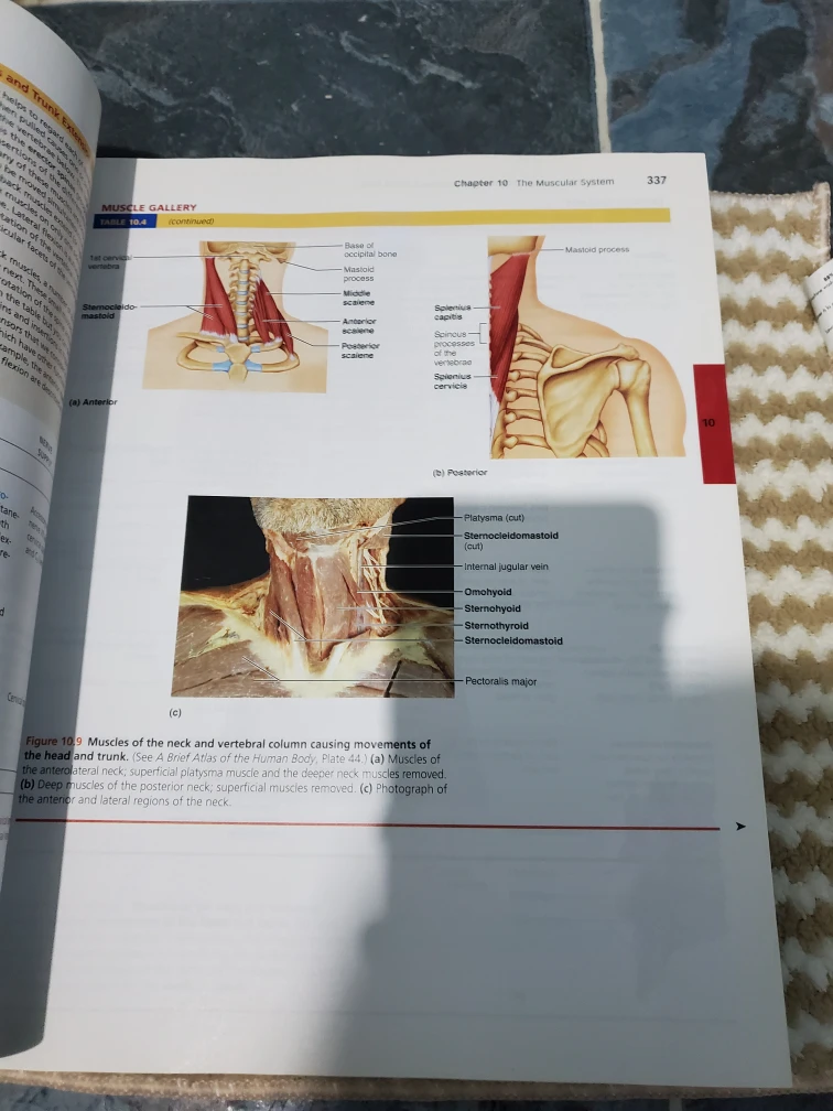 Human Anatomy and physiology textbook - photo 5
