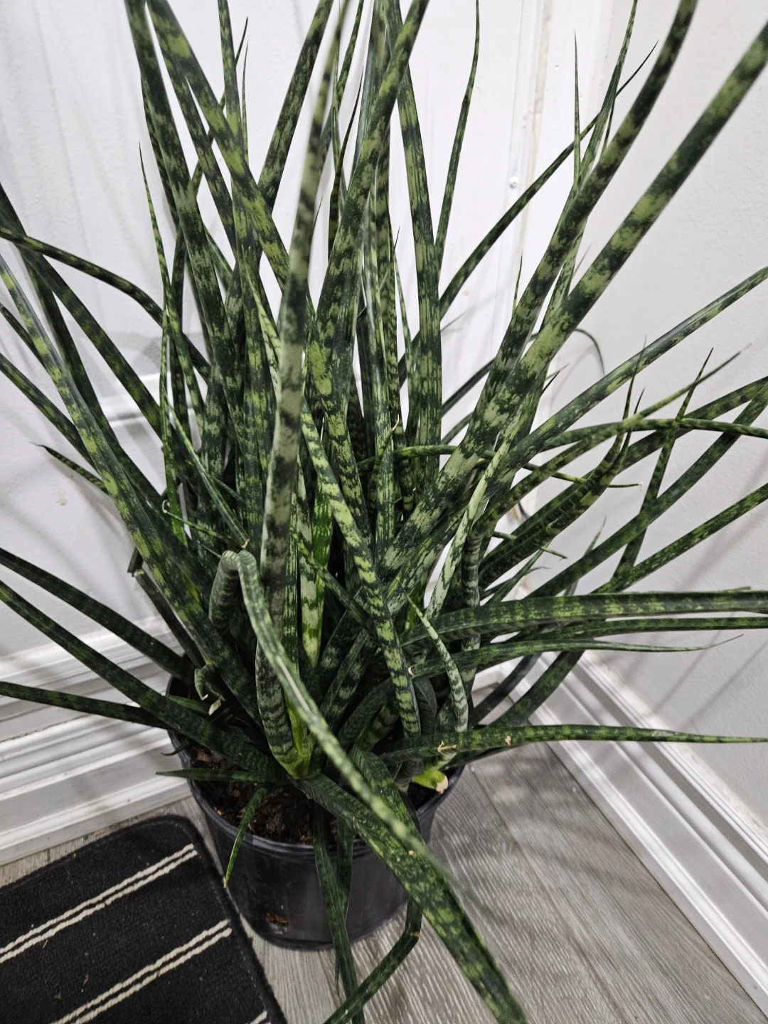 Snake Plant - photo 3