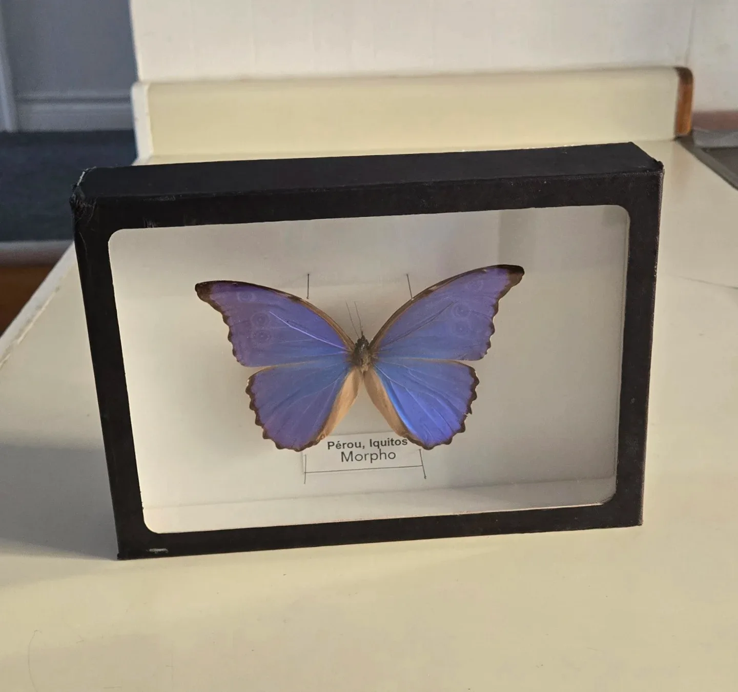 Framed Peru Iquitos Morpho Butterfly