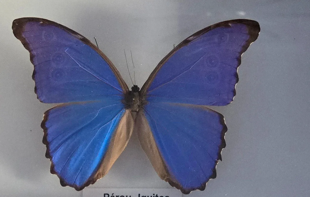 Framed Peru Iquitos Morpho Butterfly image indicator(2)