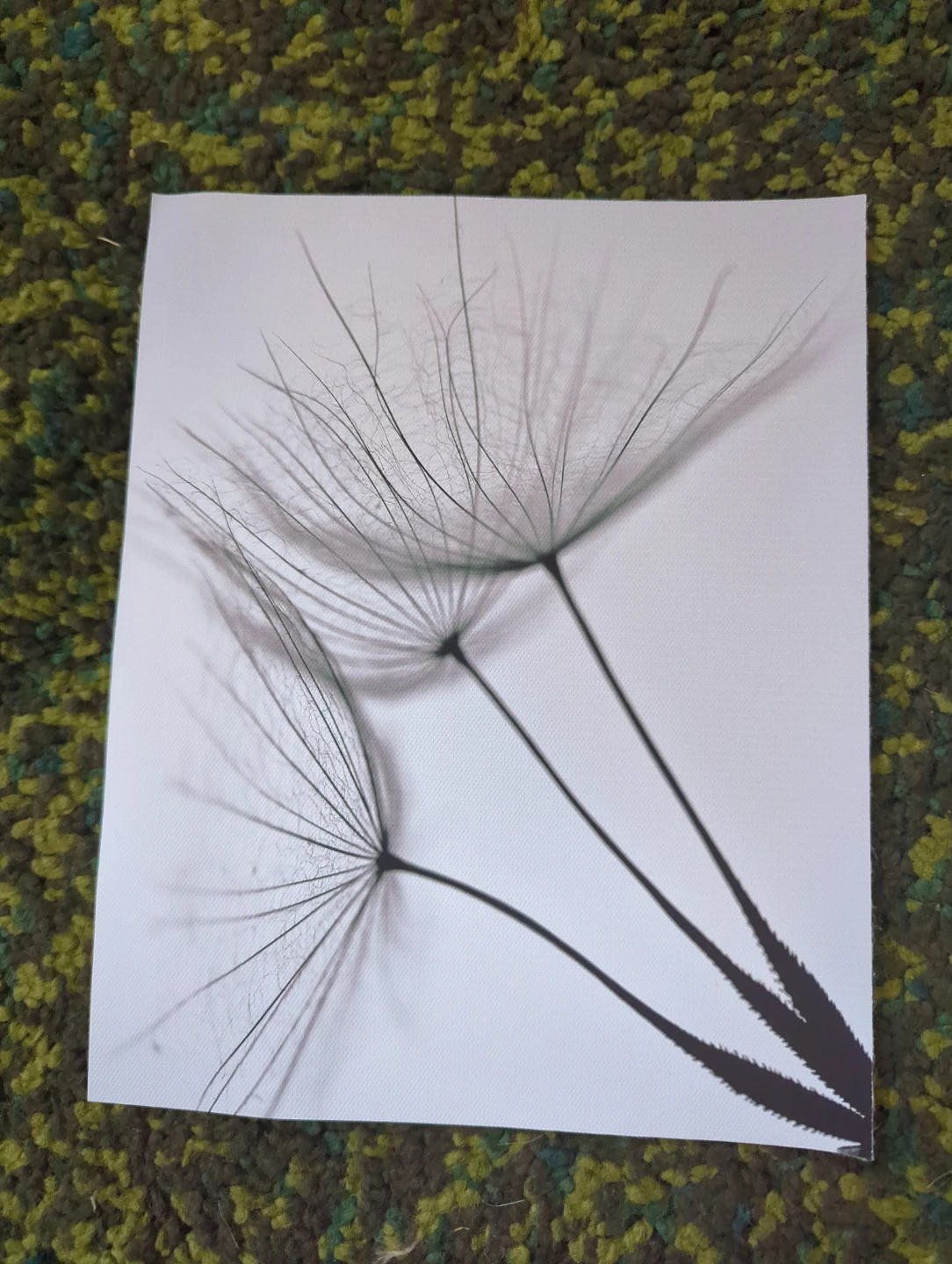 Canvas prints - Dandelion - photo 3