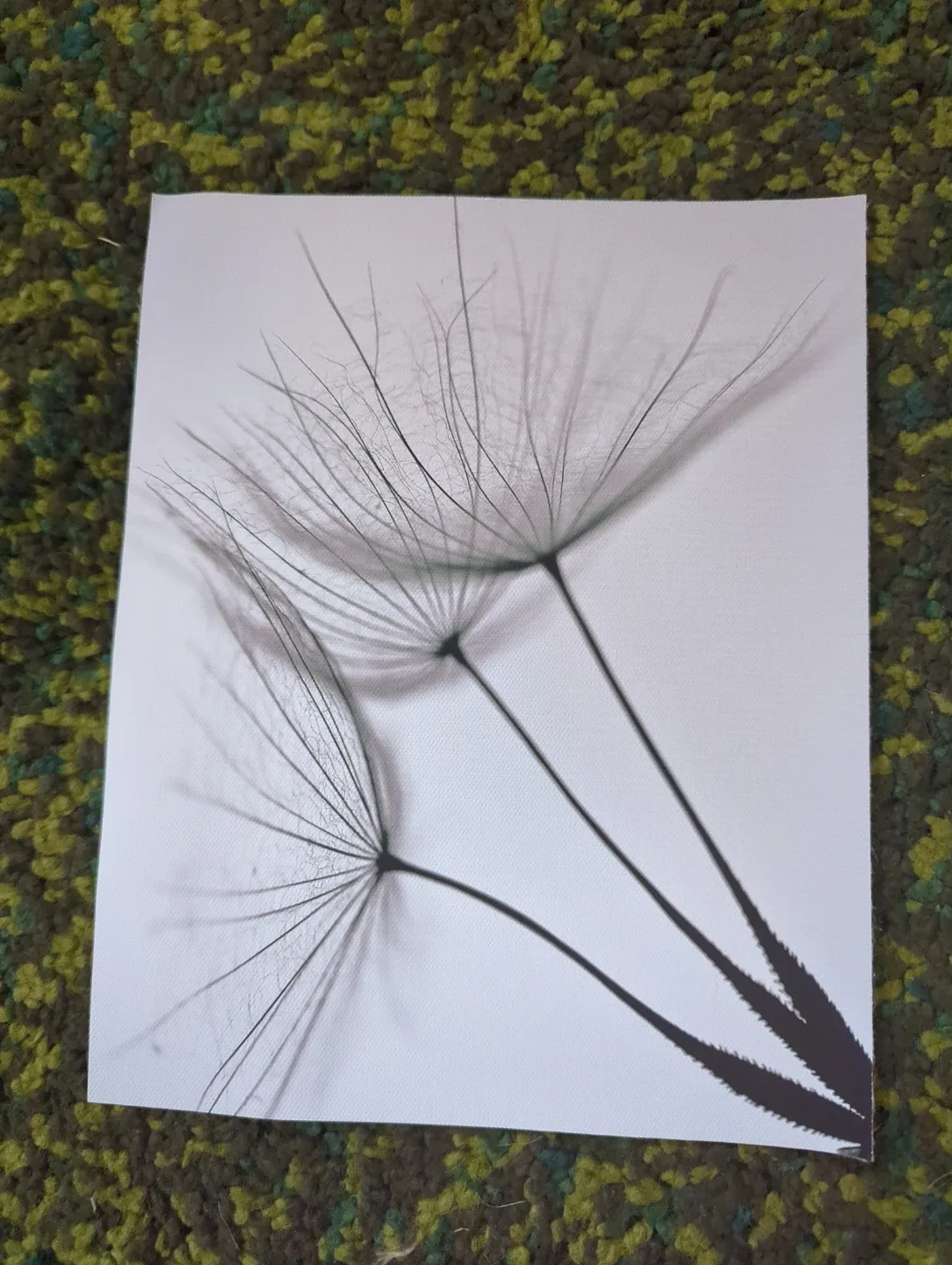 Canvas prints - Dandelion image indicator(3)
