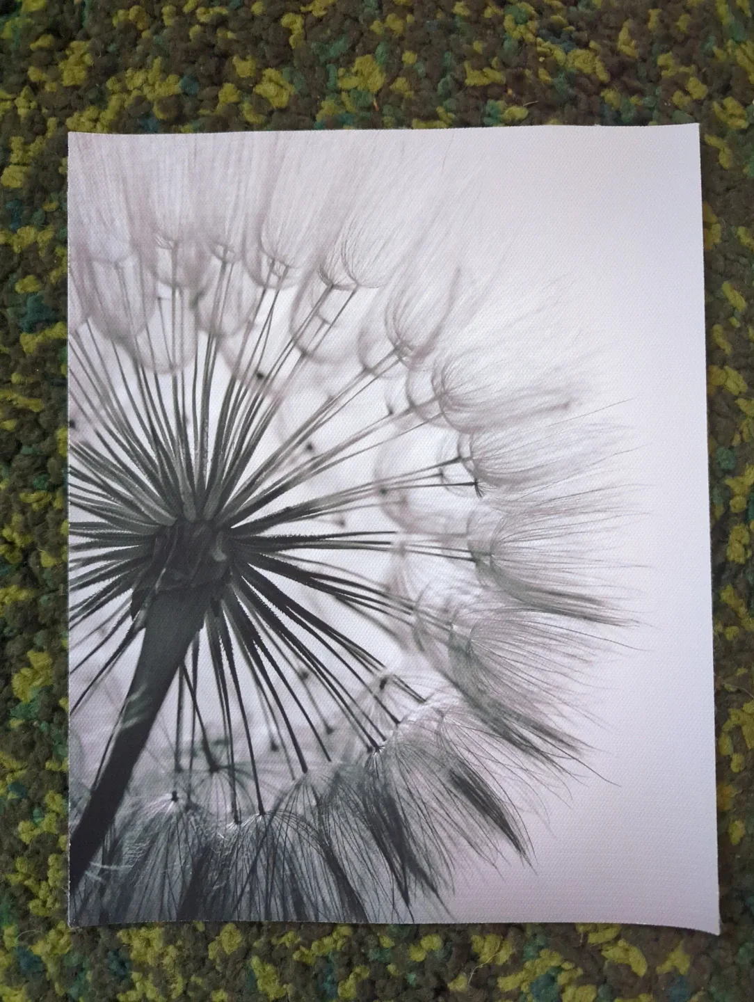 Canvas prints - Dandelion image indicator(4)