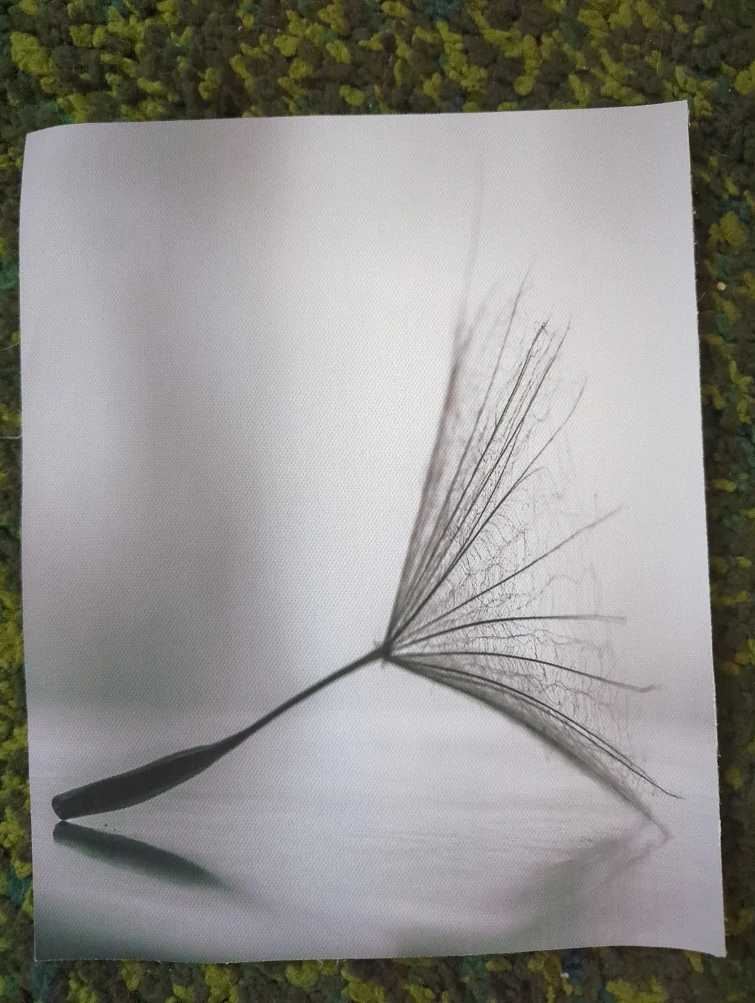 Canvas prints - Dandelion image indicator(5)