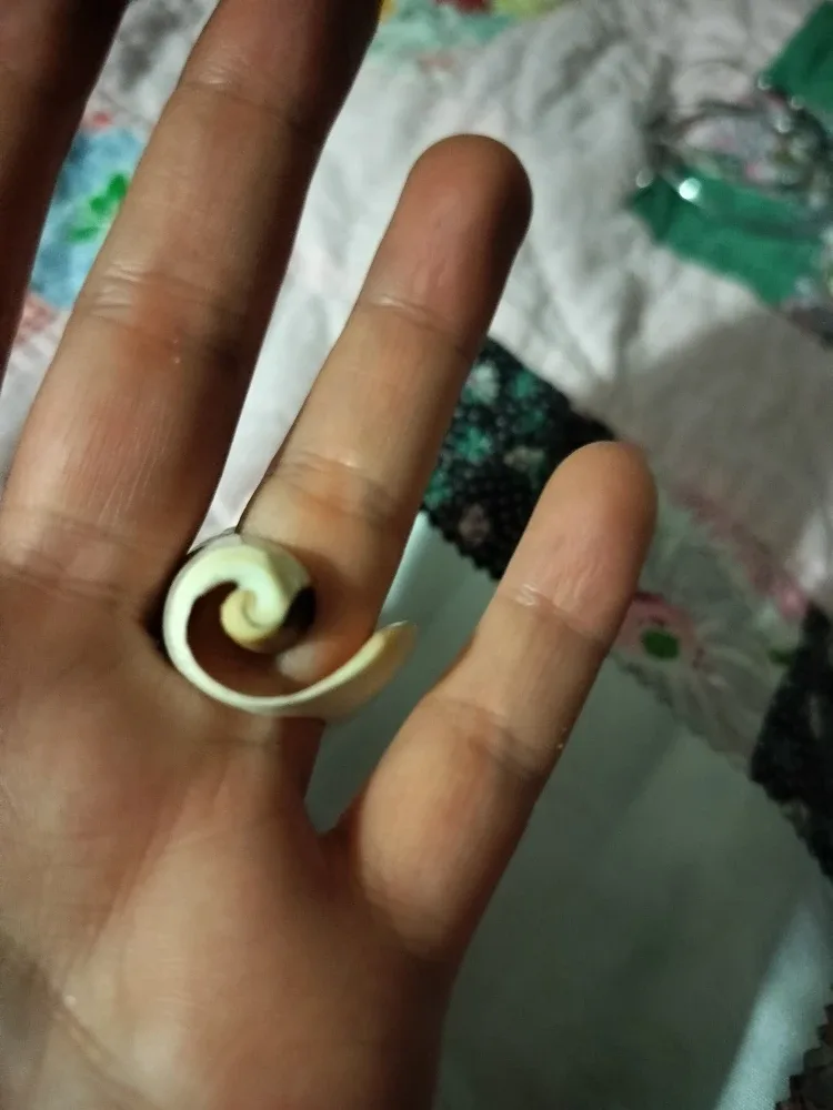 Shell Ring image indicator(2)