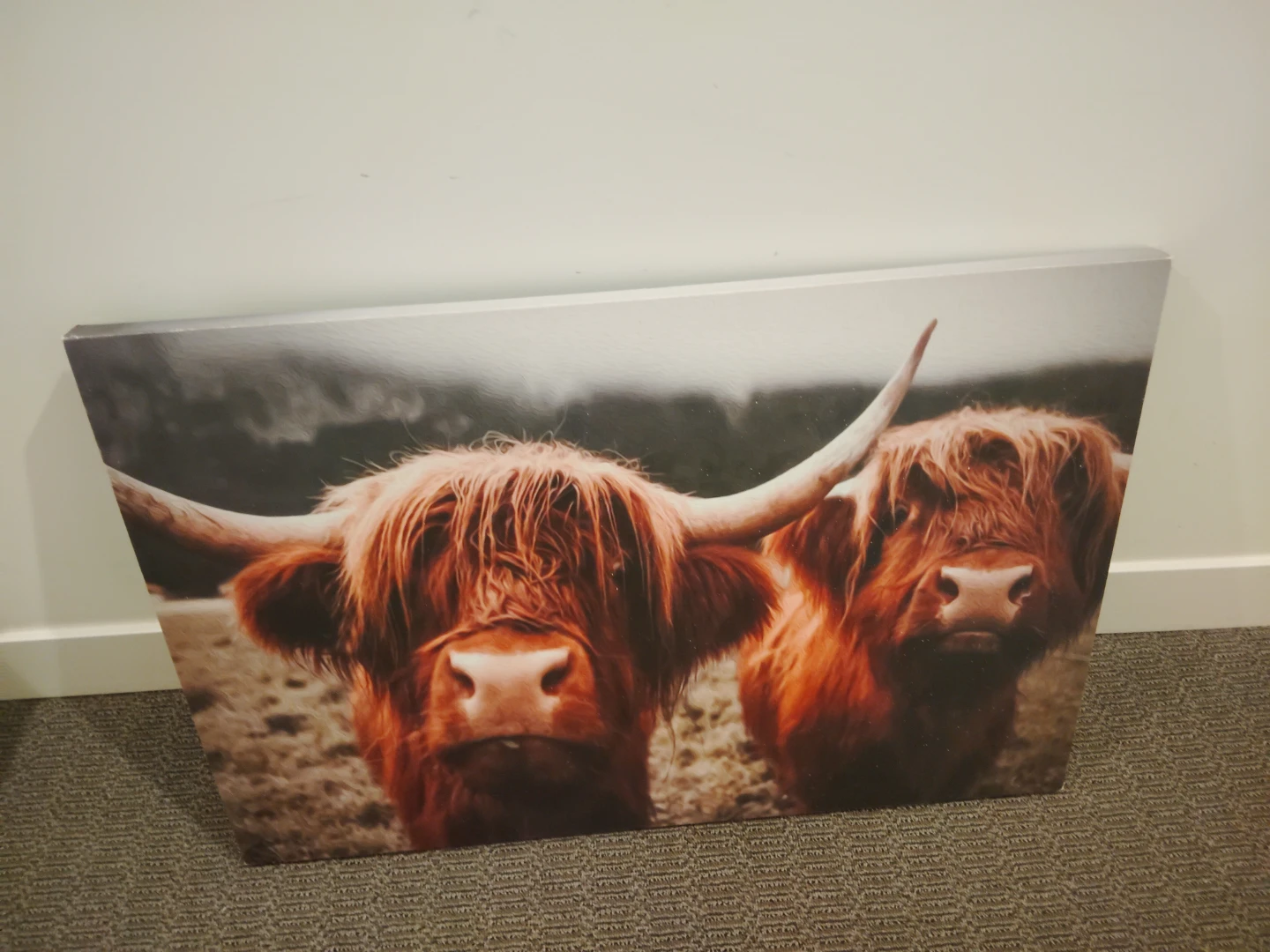 Highland Cow Canvas Print