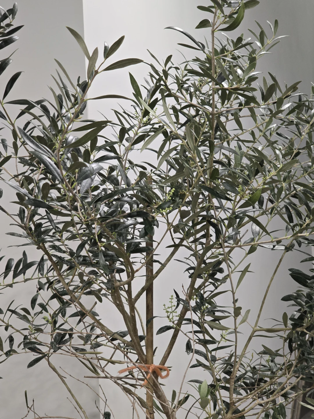 Olive Tree 7 feet bearing fruits - photo 5