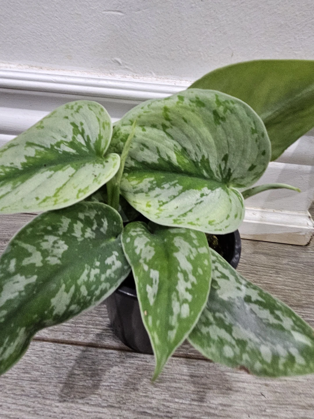 Silver Pothos Plant