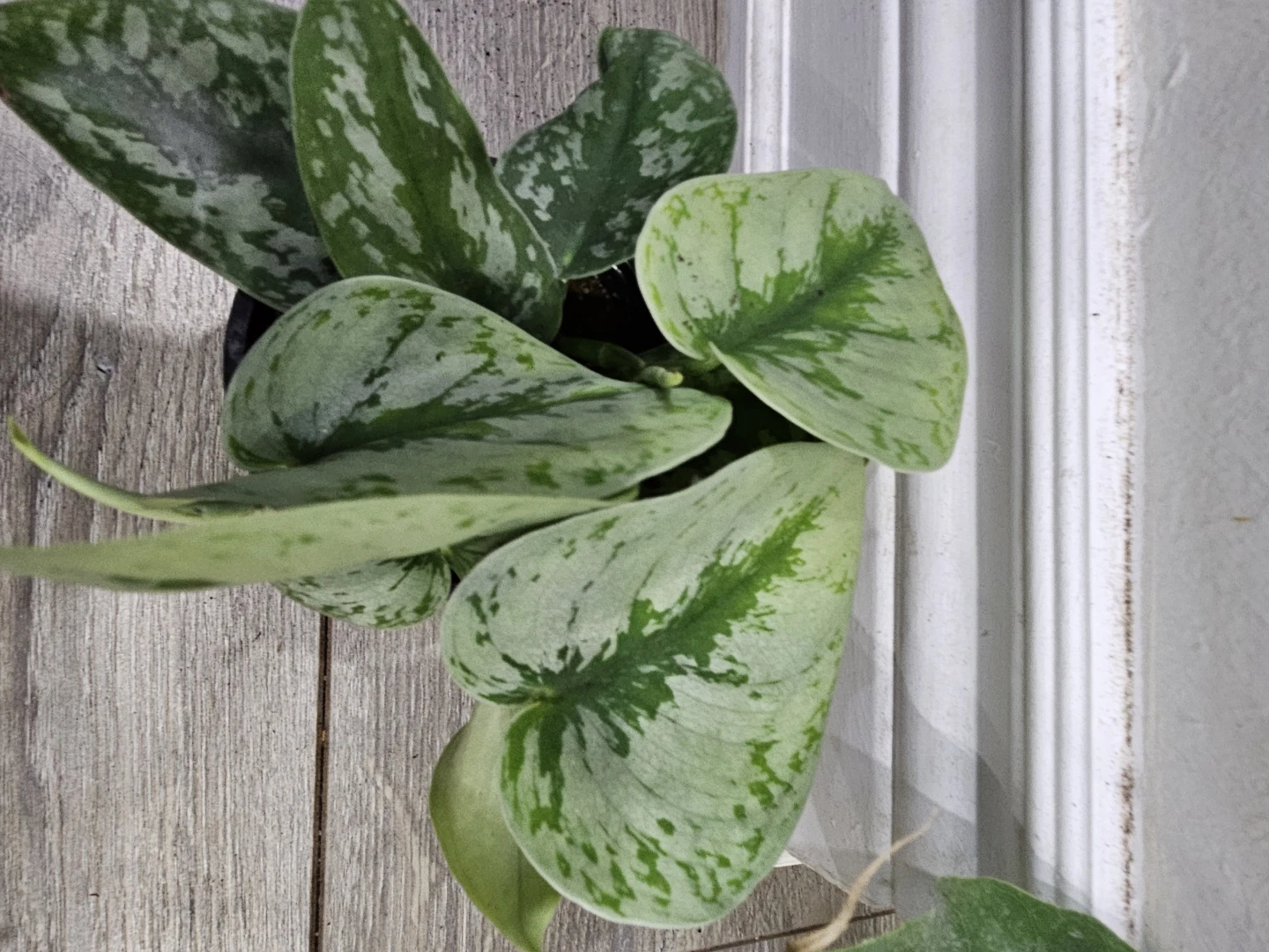 Silver Pothos Plant - photo 2