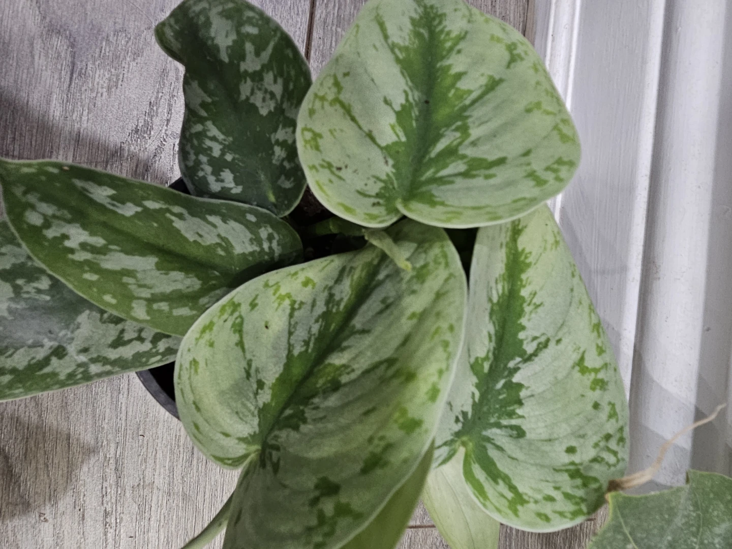 Silver Pothos Plant - photo 4