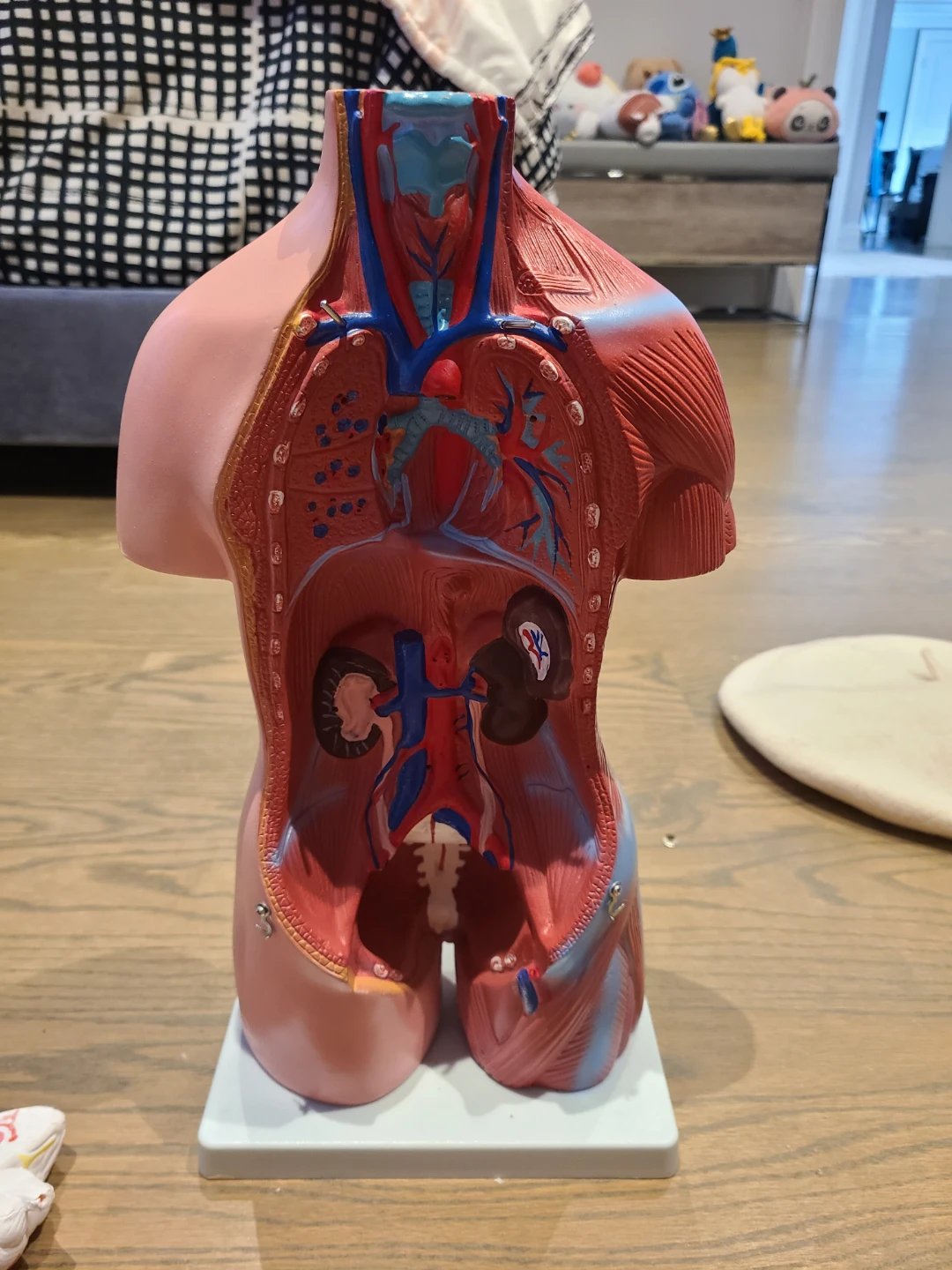 Human Torso Model - photo 2