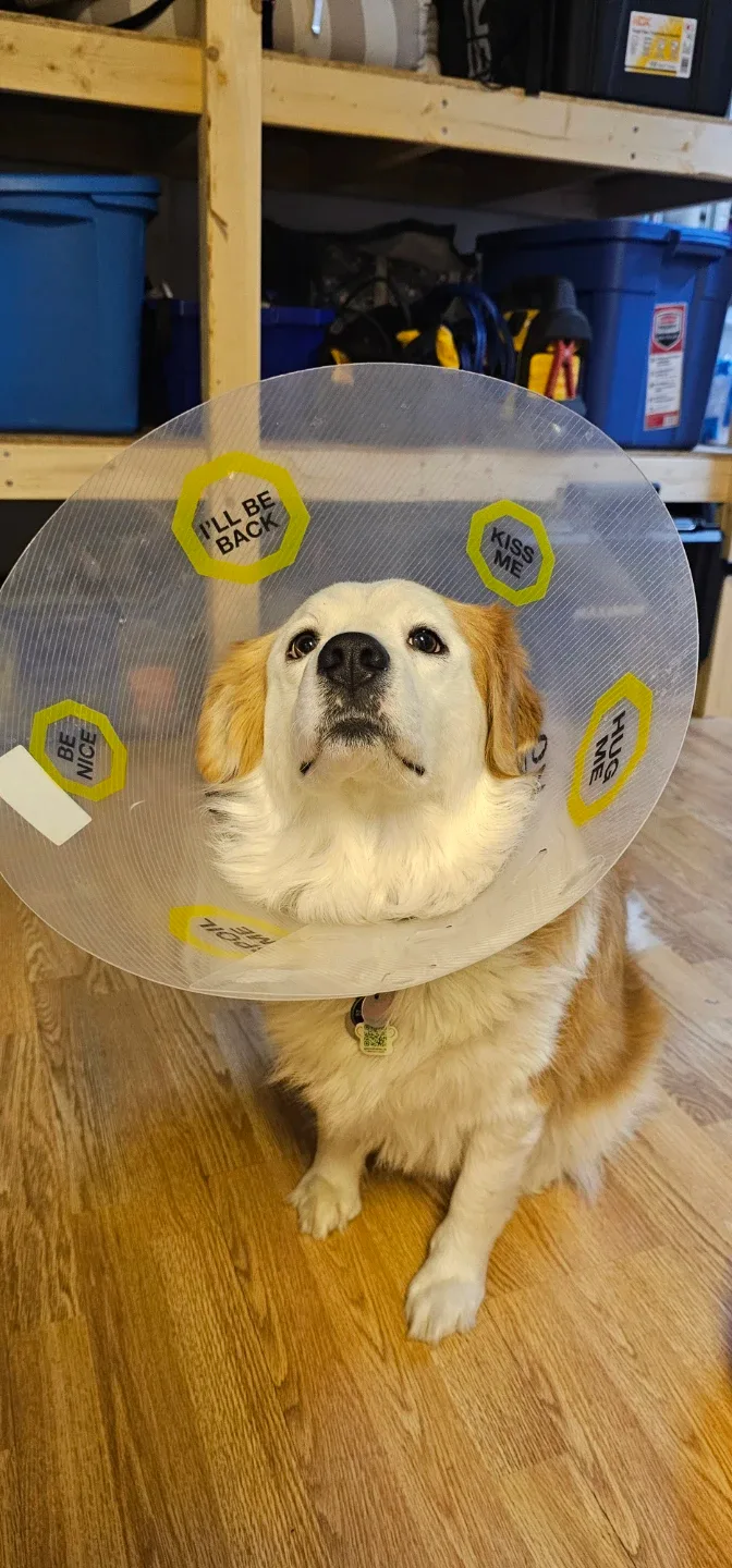 Dog Cone of Shame - Fun Design! image indicator(3)