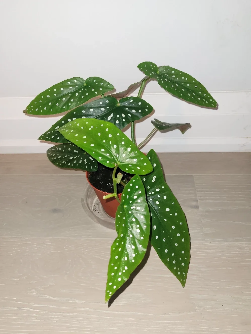 Polka Dot Begonia in red/brown Pots image indicator(3)