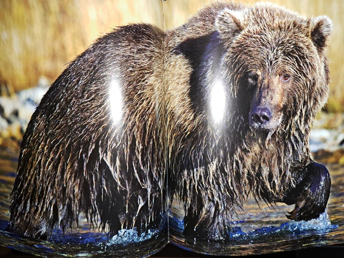 National Geographic,Bear,  Spirit of the Wild - photo 5