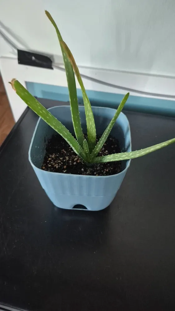 Aloe vera plant