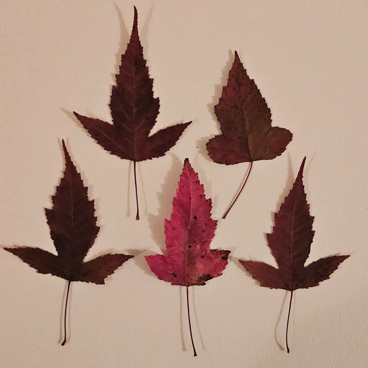 Real Pressed Red Maple Leaves image indicator(3)