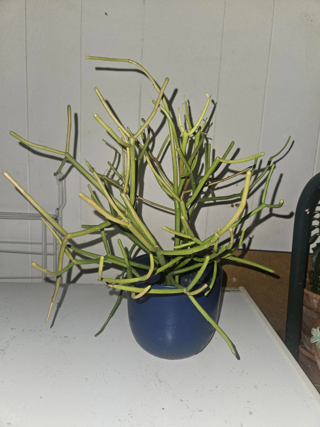 Pencil Cactus Plant in Blue Pot