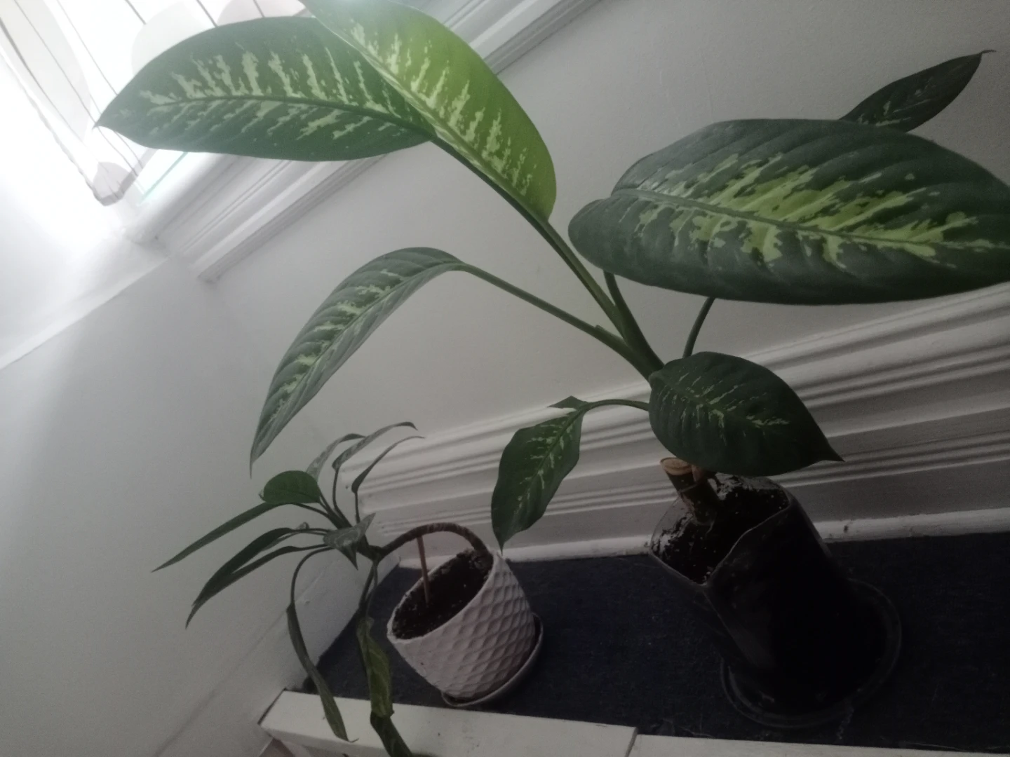 Potted Dieffenbachia & Aglaonema Plants