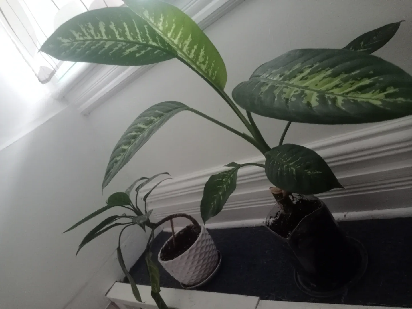 Potted Dieffenbachia & Aglaonema Plants
