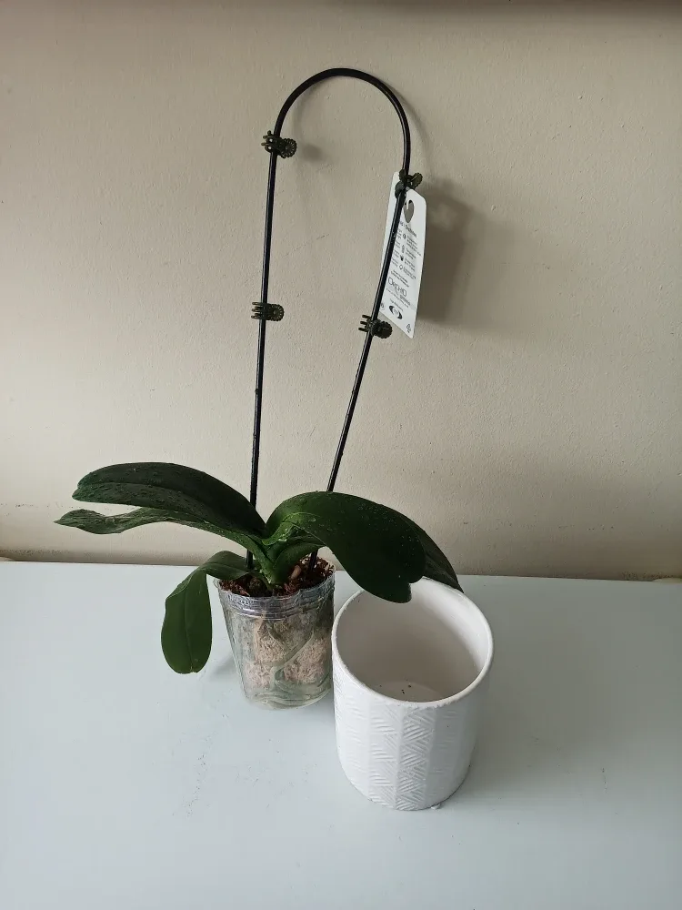 Orchid n/Ceramic Pot #Cleanout