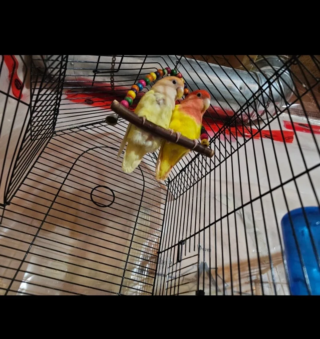 Pair of Lovebirds with Cage