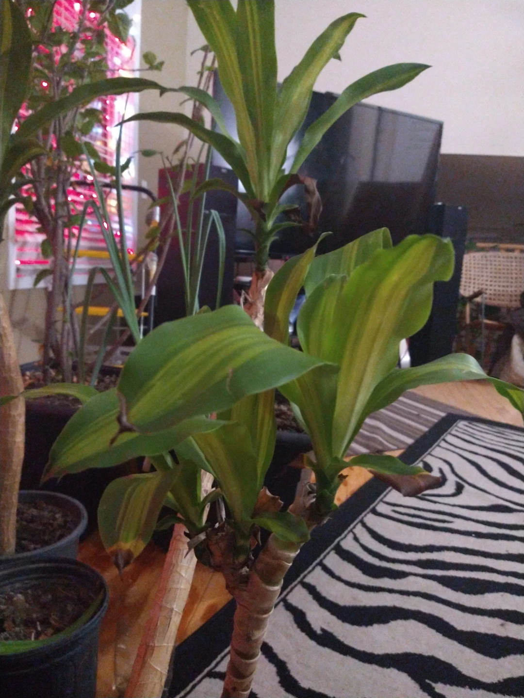 Dracaena Fragrans Plant - photo 3