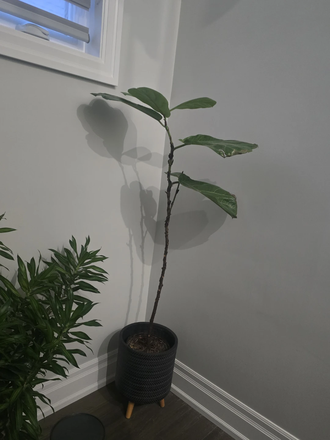 Fiddle Leaf Fig Plant