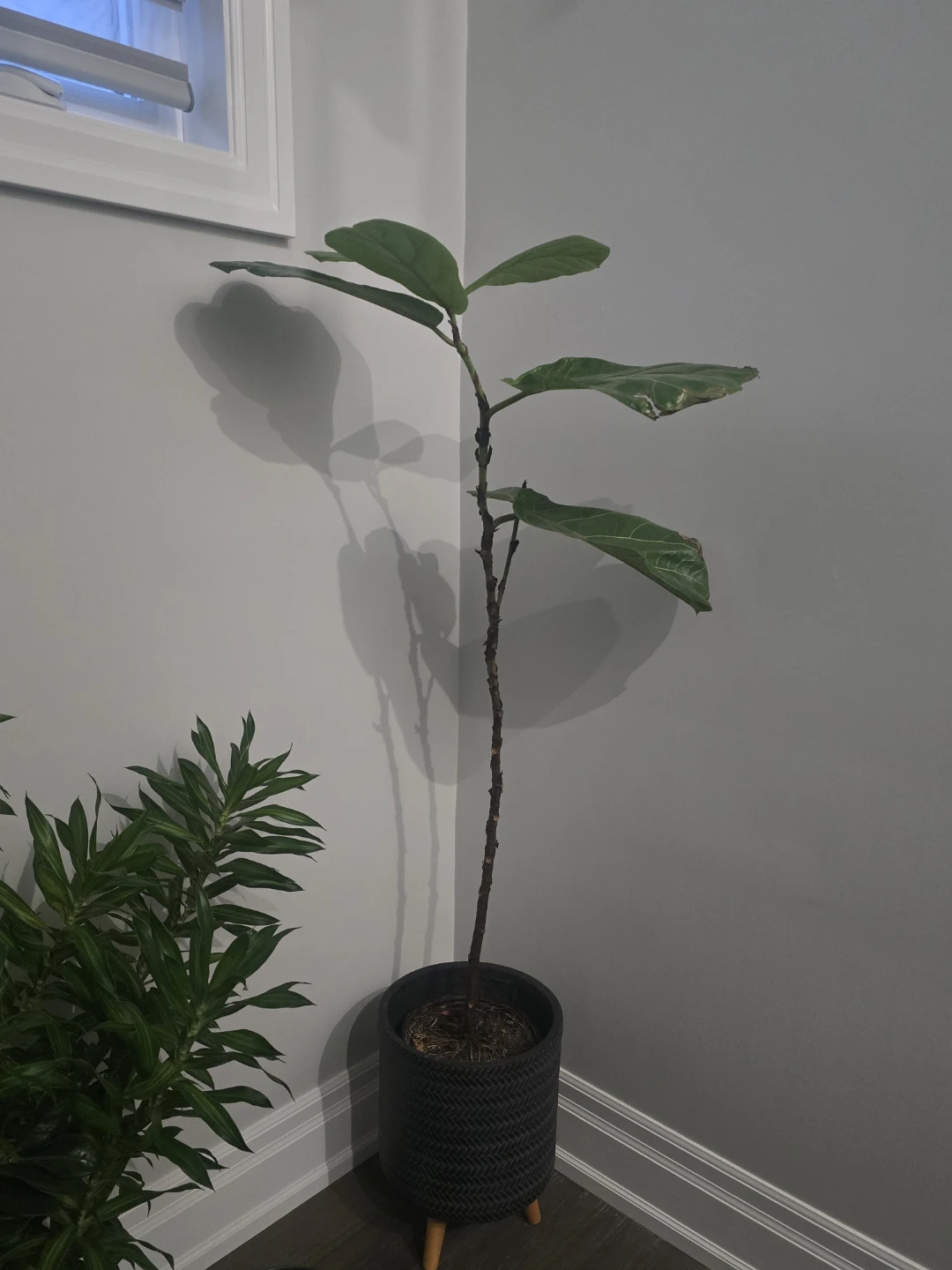 Fiddle Leaf Fig Plant - photo 2