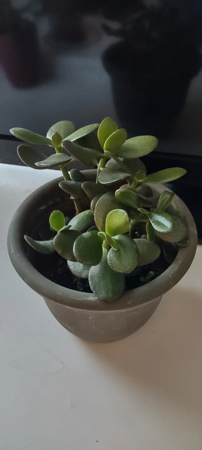 Potted Jade Plant with pot #Cleanout image indicator(5)